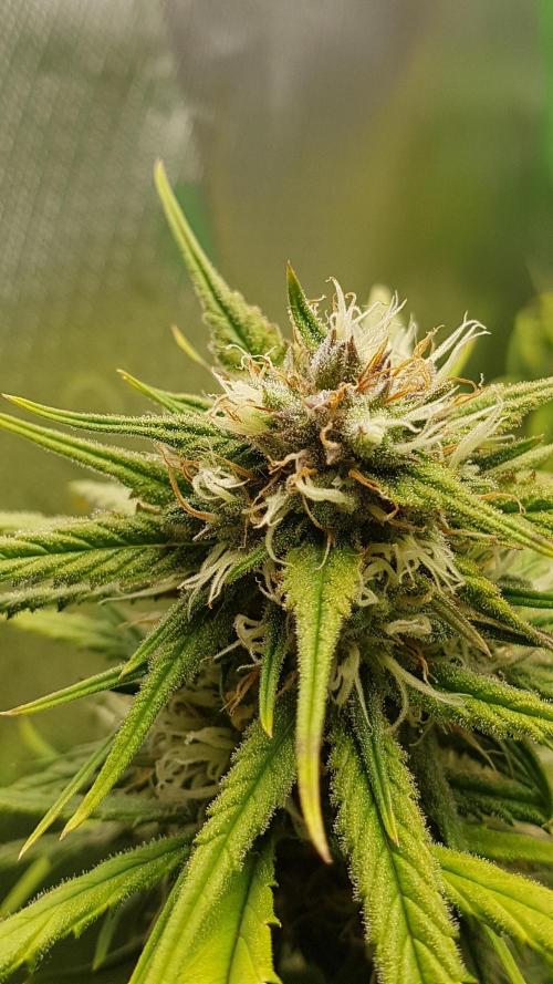 Auto Pablo Escobar Divine Seeds. Week 9