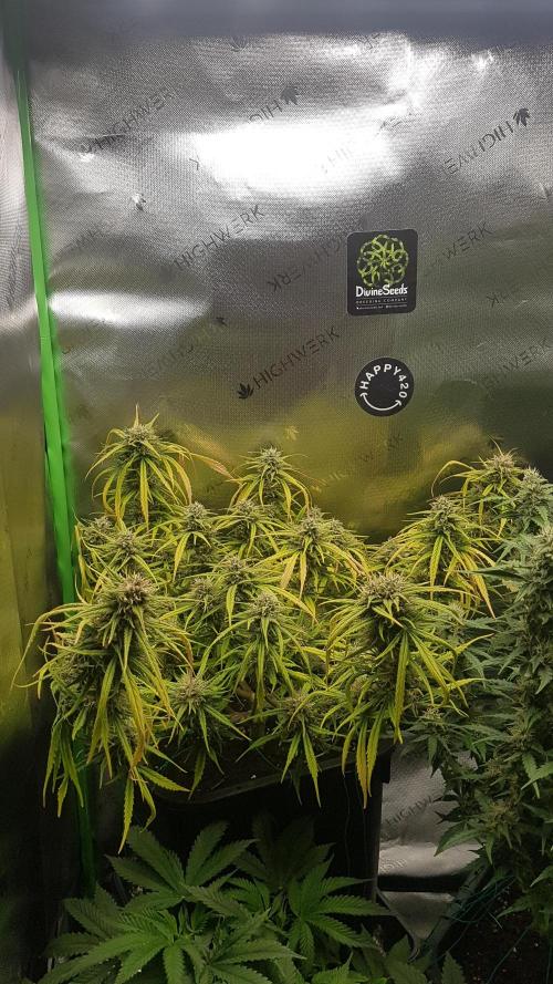 Auto Pablo Escobar Divine Seeds. Week 10