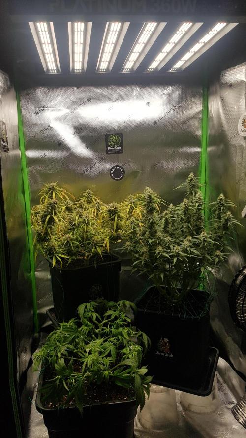 Auto Pablo Escobar Divine Seeds. Week 10