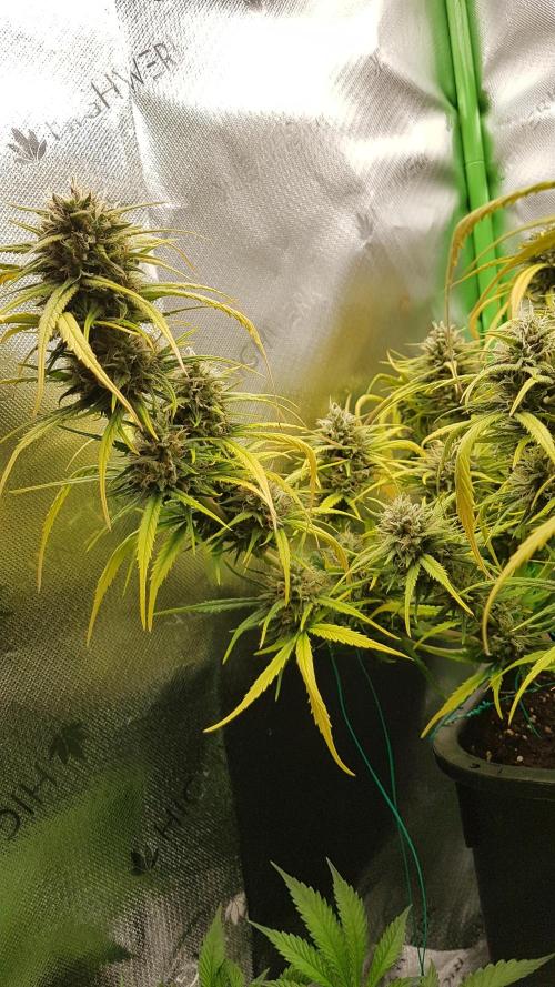 Auto Pablo Escobar Divine Seeds. Week 10