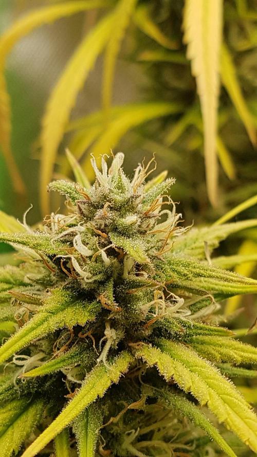 Auto Pablo Escobar Divine Seeds. Week 10