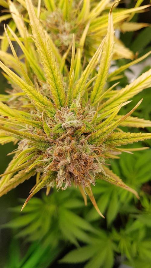 Auto Pablo Escobar Divine Seeds. Week 10