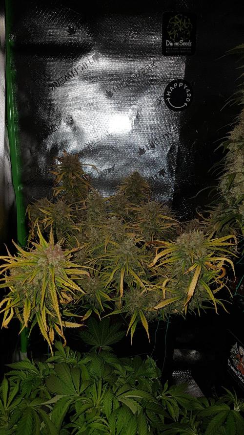 Auto Pablo Escobar Divine Seeds. Week 10