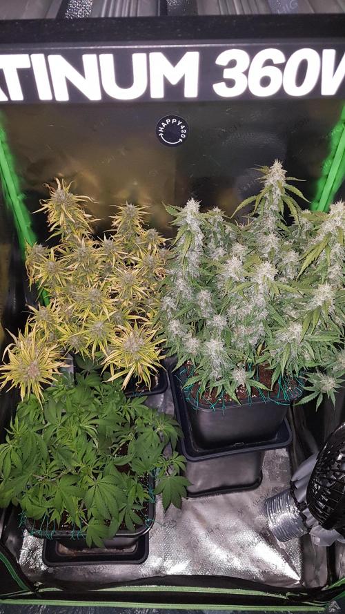 Auto Pablo Escobar Divine Seeds. Week 10