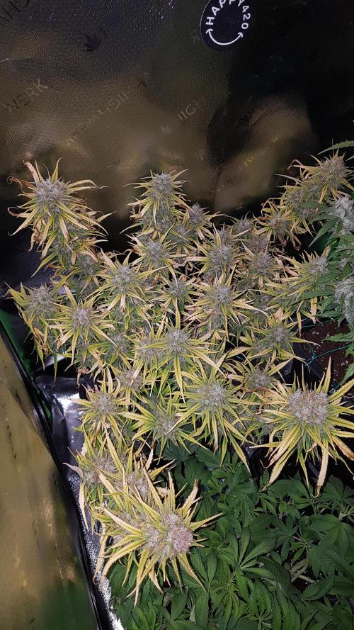 Auto Pablo Escobar Divine Seeds. Week 10