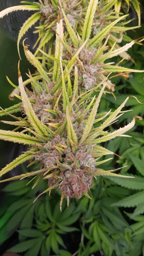 Auto Pablo Escobar Divine Seeds. Week 10