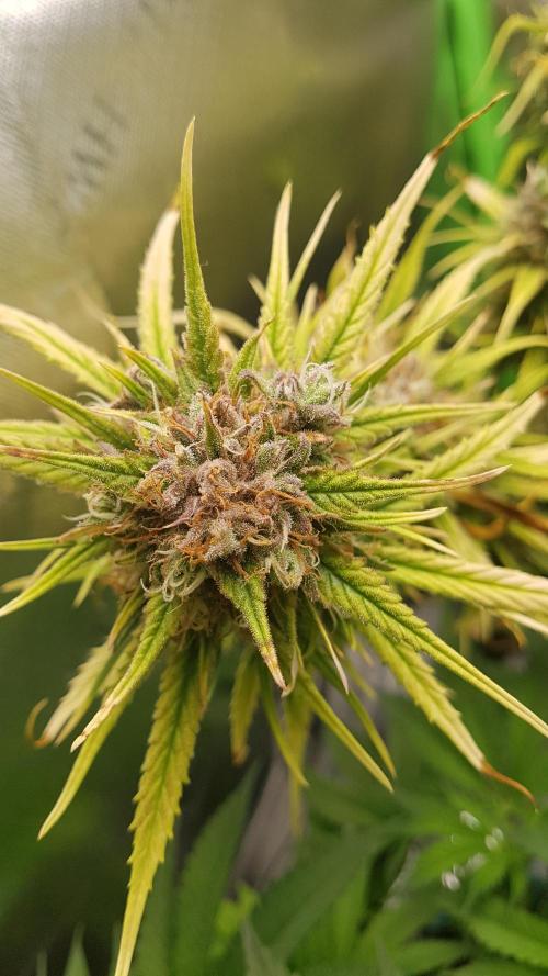 Auto Pablo Escobar Divine Seeds. Week 10