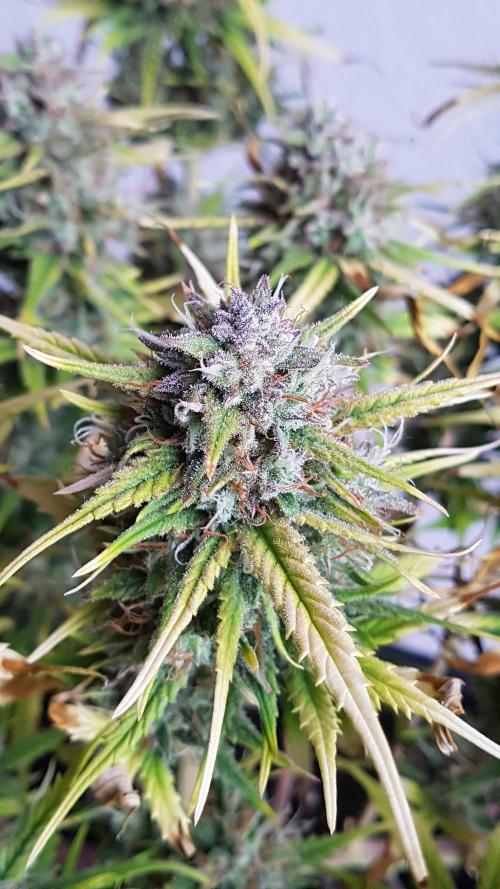 Auto Pablo Escobar Divine Seeds. Week 10