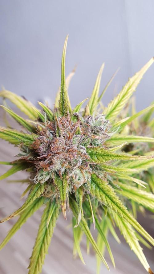 Auto Pablo Escobar Divine Seeds. Week 10