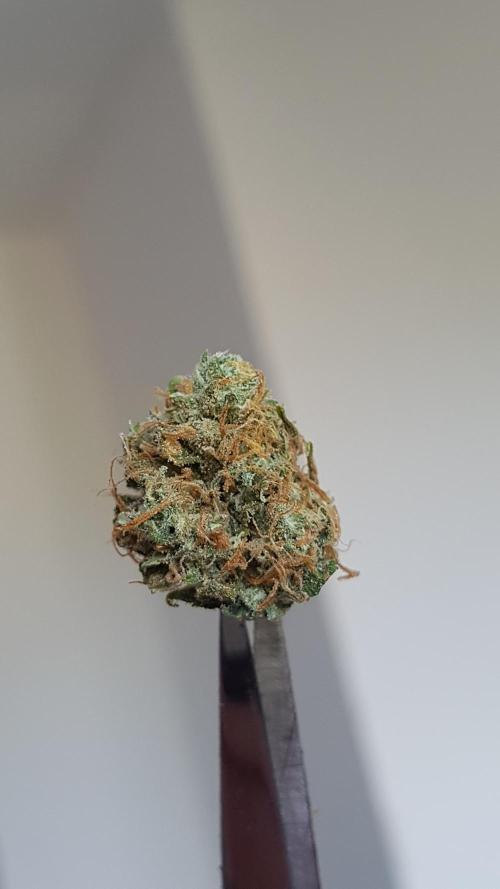 Auto Pablo Escobar Divine Seeds. Week 11