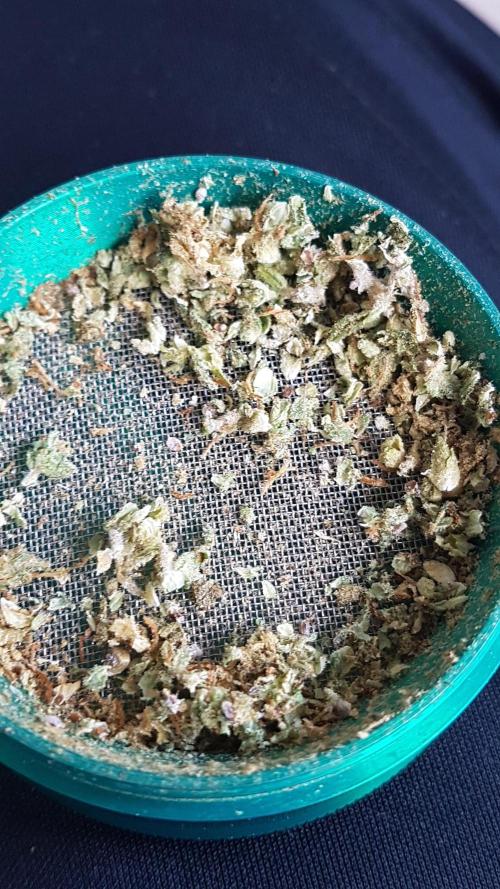 Auto Pablo Escobar Divine Seeds. Week 11