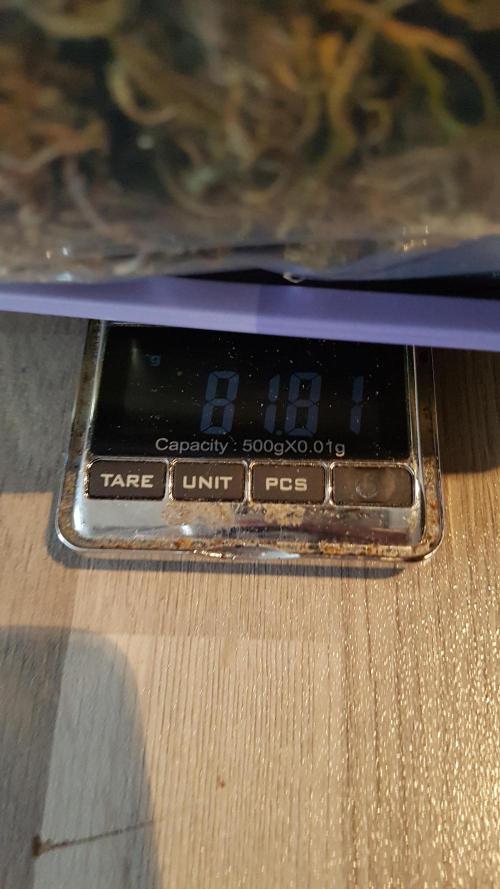 Auto Pablo Escobar Divine Seeds. Week 11