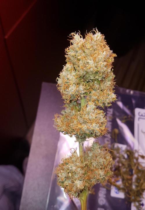 Auto Pablo Escobar Divine Seeds. Week 11