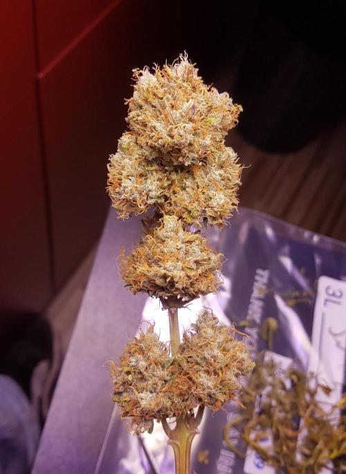 Auto Pablo Escobar Divine Seeds. Week 11