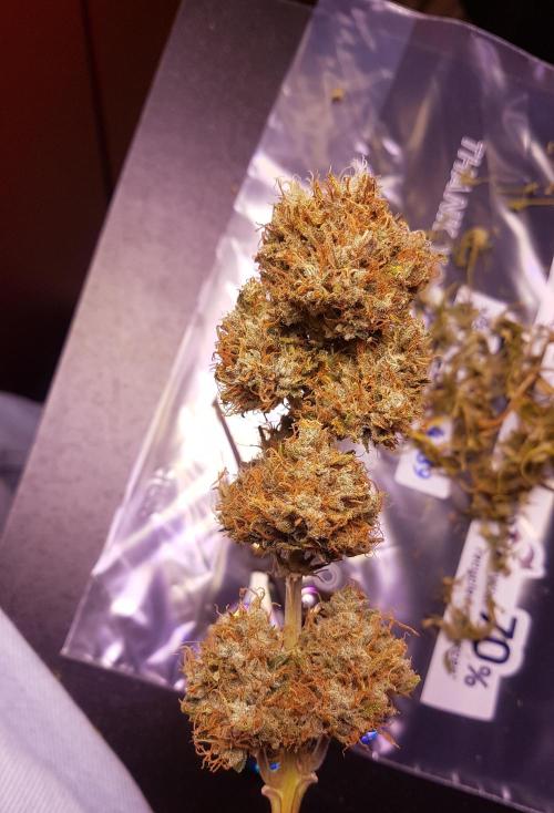 Auto Pablo Escobar Divine Seeds. Week 11