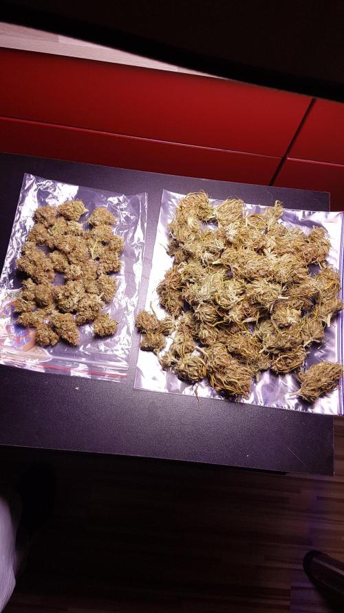 Auto Pablo Escobar Divine Seeds. Week 11