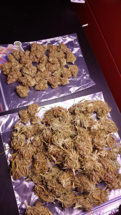 Auto Pablo Escobar Divine Seeds. Week 11