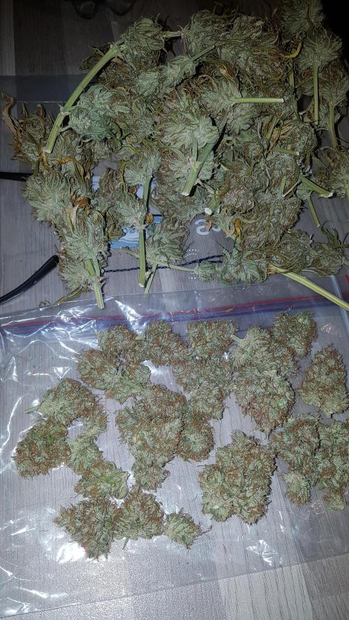 Auto Pablo Escobar Divine Seeds. Week 11