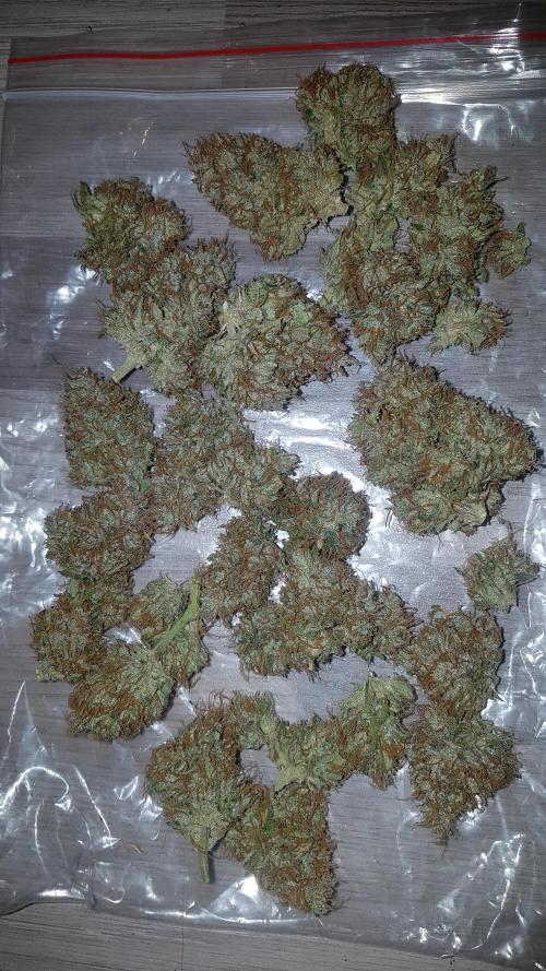 Auto Pablo Escobar Divine Seeds. Week 11