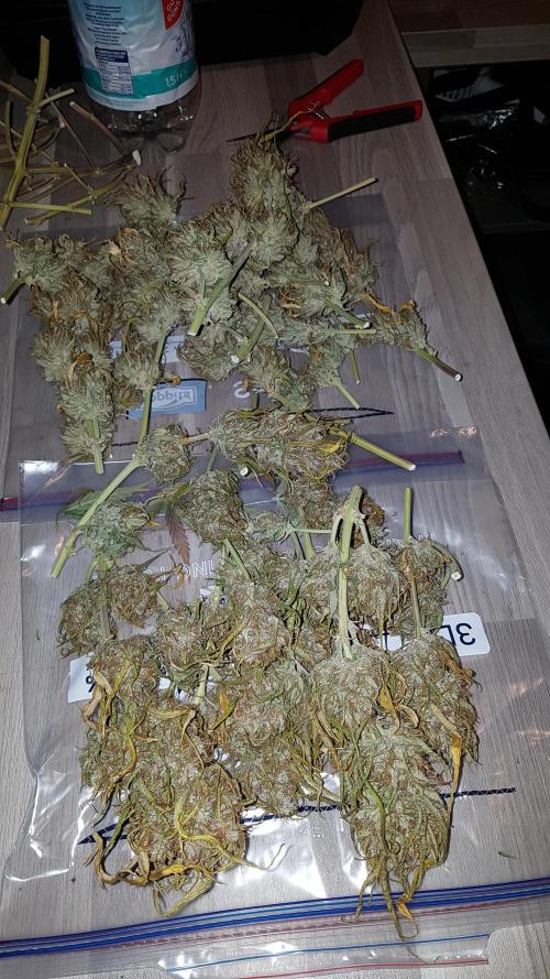 Auto Pablo Escobar Divine Seeds. Week 11