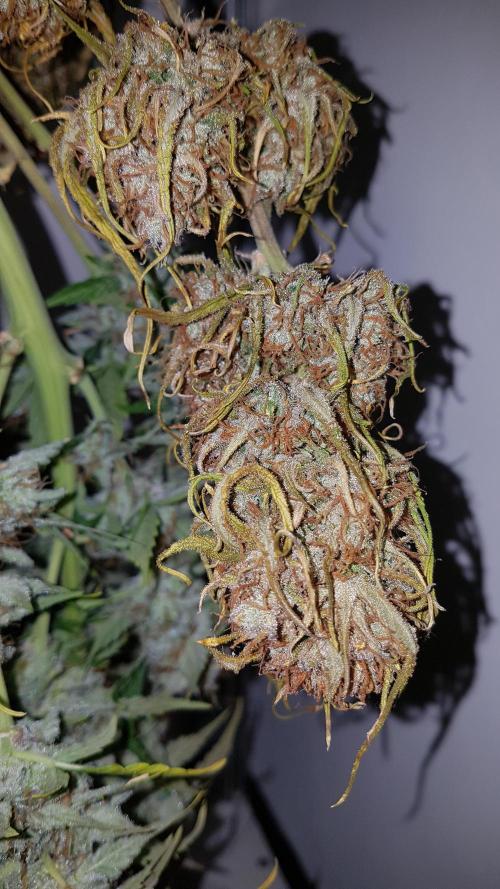 Auto Pablo Escobar Divine Seeds. Week 11