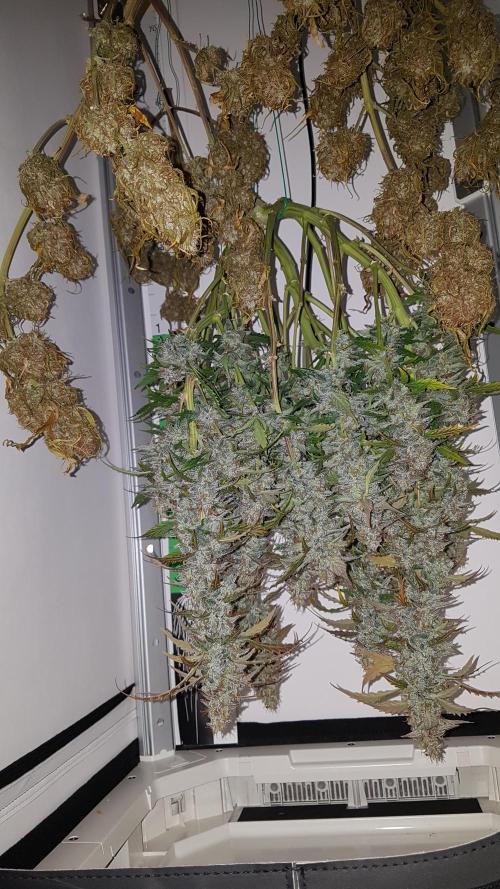 Auto Pablo Escobar Divine Seeds. Week 11