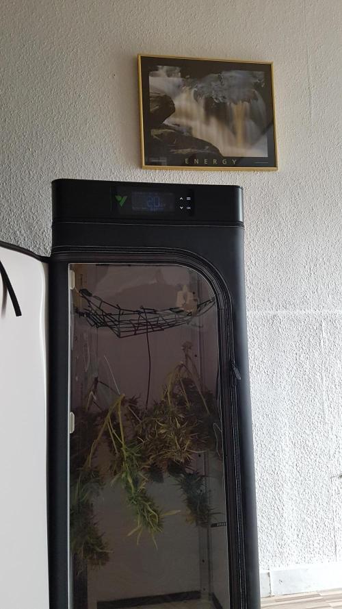 Auto Pablo Escobar Divine Seeds. Week 11