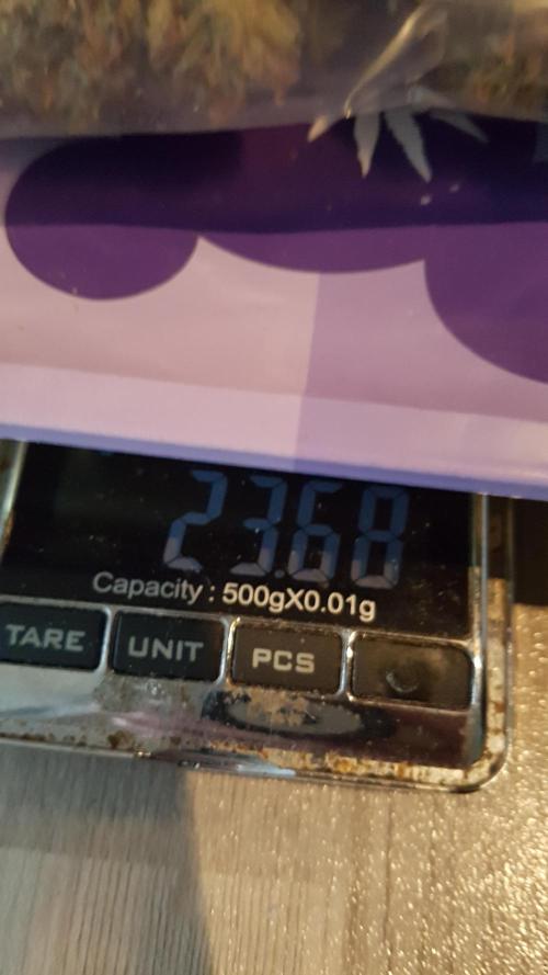 Auto Pablo Escobar Divine Seeds. Week 11