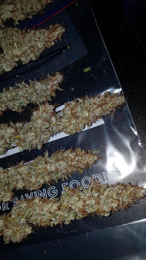 Auto Black Opium Divine Seeds. Week 13