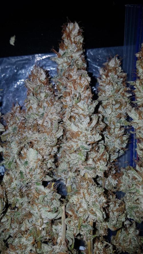 Auto Black Opium Divine Seeds. Week 13