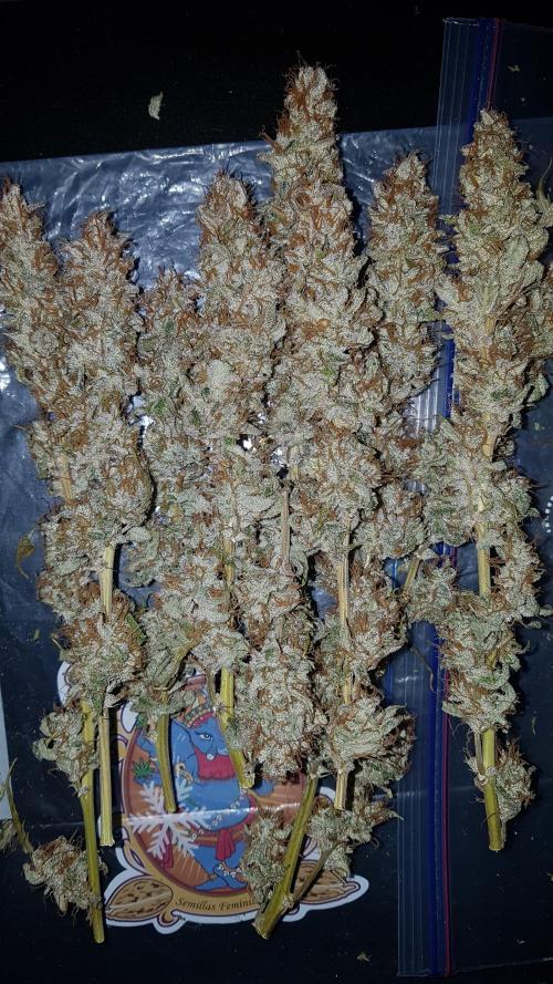 Auto Black Opium Divine Seeds. Week 13