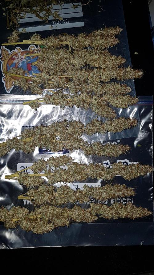 Auto Black Opium Divine Seeds. Week 13