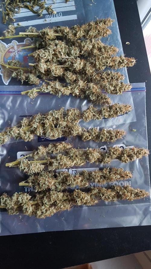 Auto Black Opium Divine Seeds. Week 13