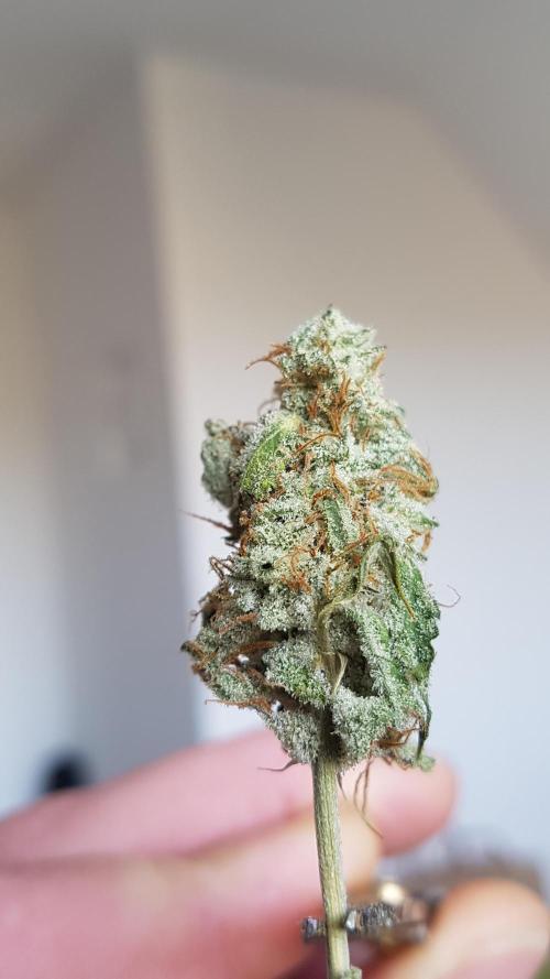 Auto Black Opium Divine Seeds. Week 13