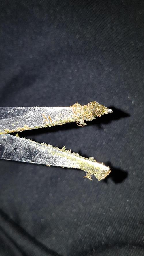 Auto Black Opium Divine Seeds. Week 13