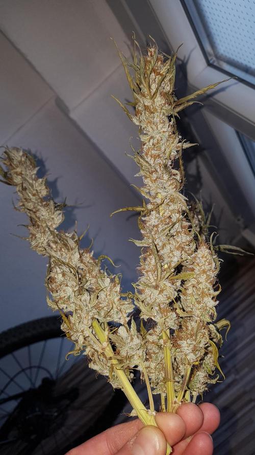 Auto Black Opium Divine Seeds. Week 13