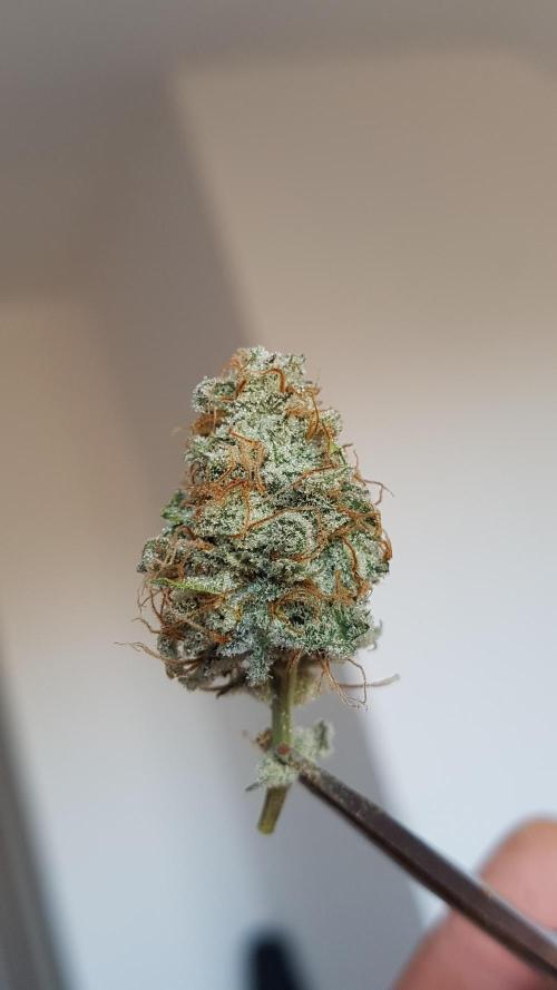 Auto Black Opium Divine Seeds. Week 13