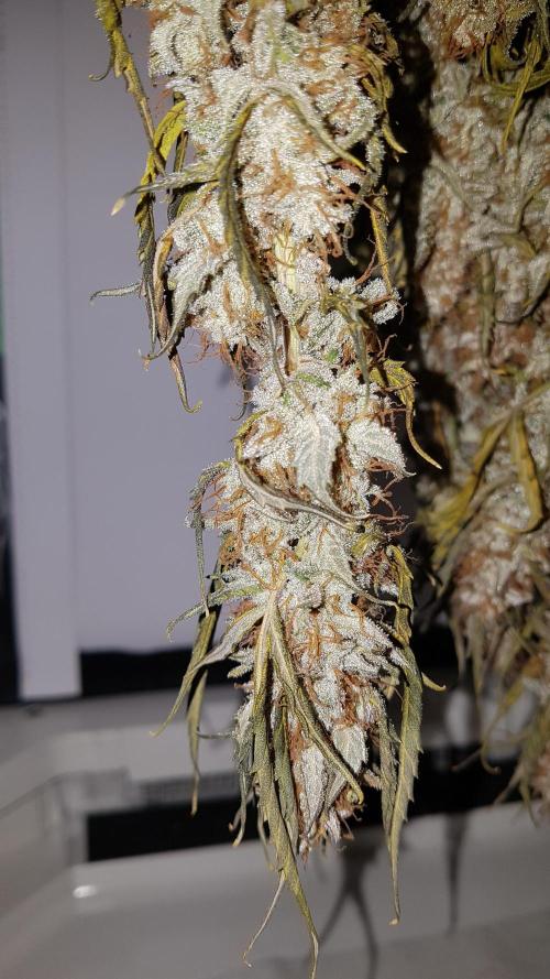 Auto Black Opium Divine Seeds. Week 13