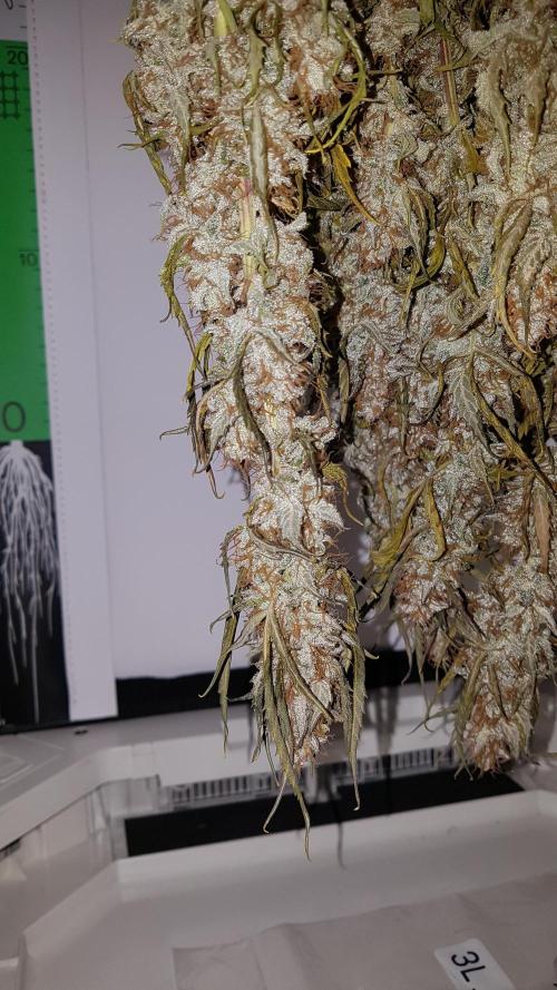 Auto Black Opium Divine Seeds. Week 13