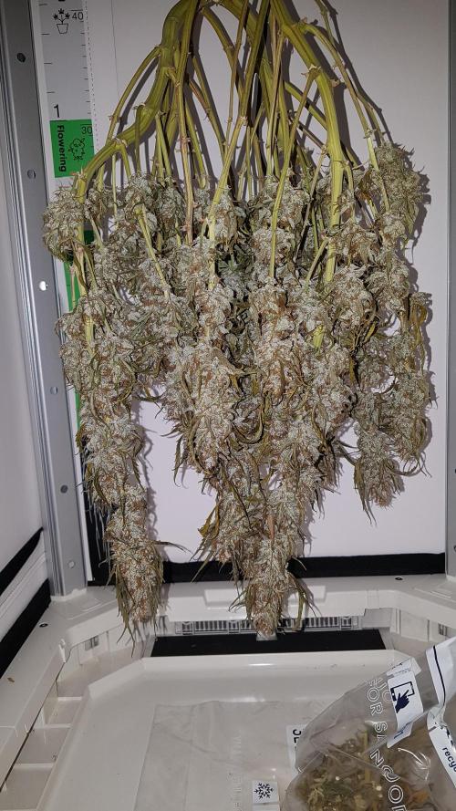 Auto Black Opium Divine Seeds. Week 13