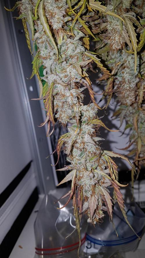 Auto Black Opium Divine Seeds. Week 13