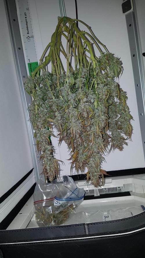 Auto Black Opium Divine Seeds. Week 13