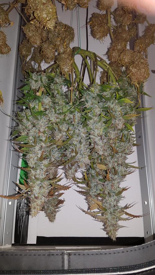 Auto Black Opium Divine Seeds. Week 13