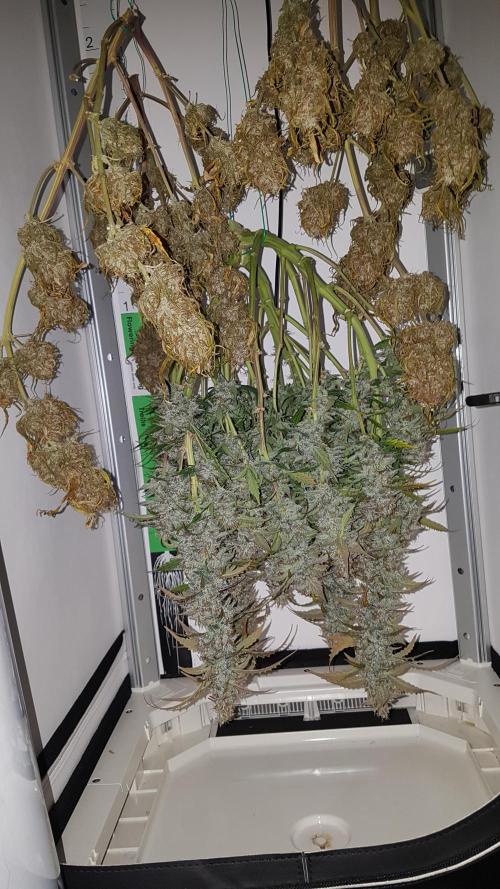 Auto Black Opium Divine Seeds. Week 13