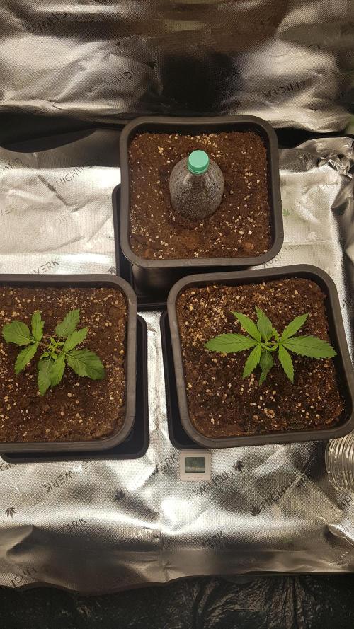 Gmo x Rootbeer. Week 0