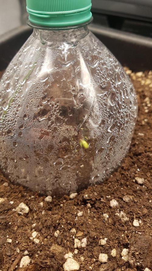 Gmo x Rootbeer. Week 0