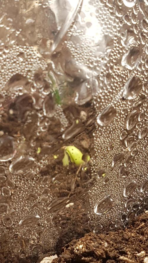 Gmo x Rootbeer. Week 0