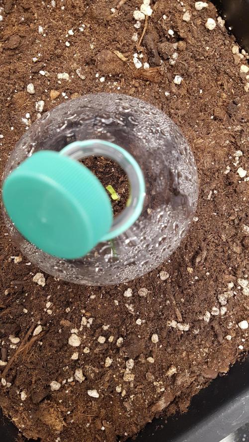 Gmo x Rootbeer. Week 0