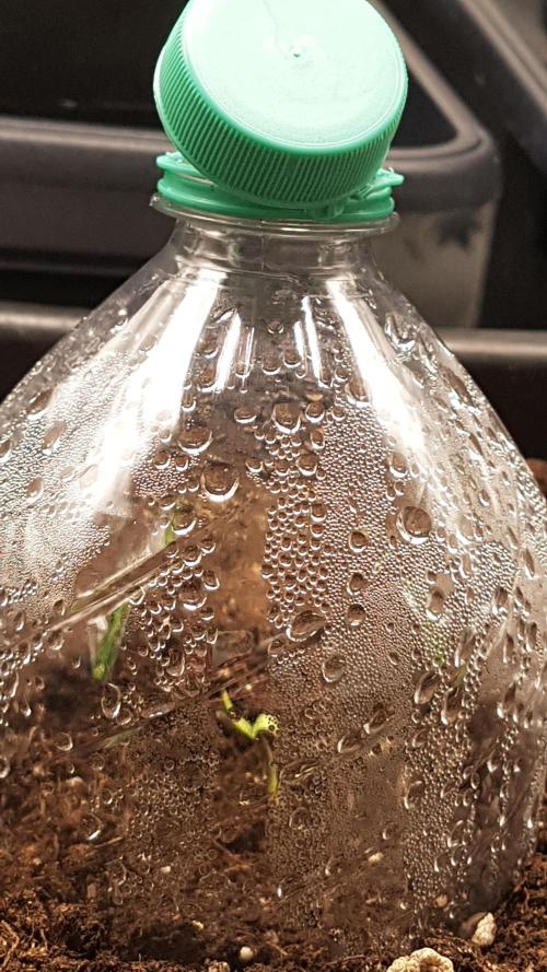 Gmo x Rootbeer. Week 0