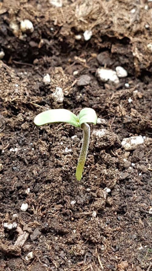 Gmo x Rootbeer. Week 0